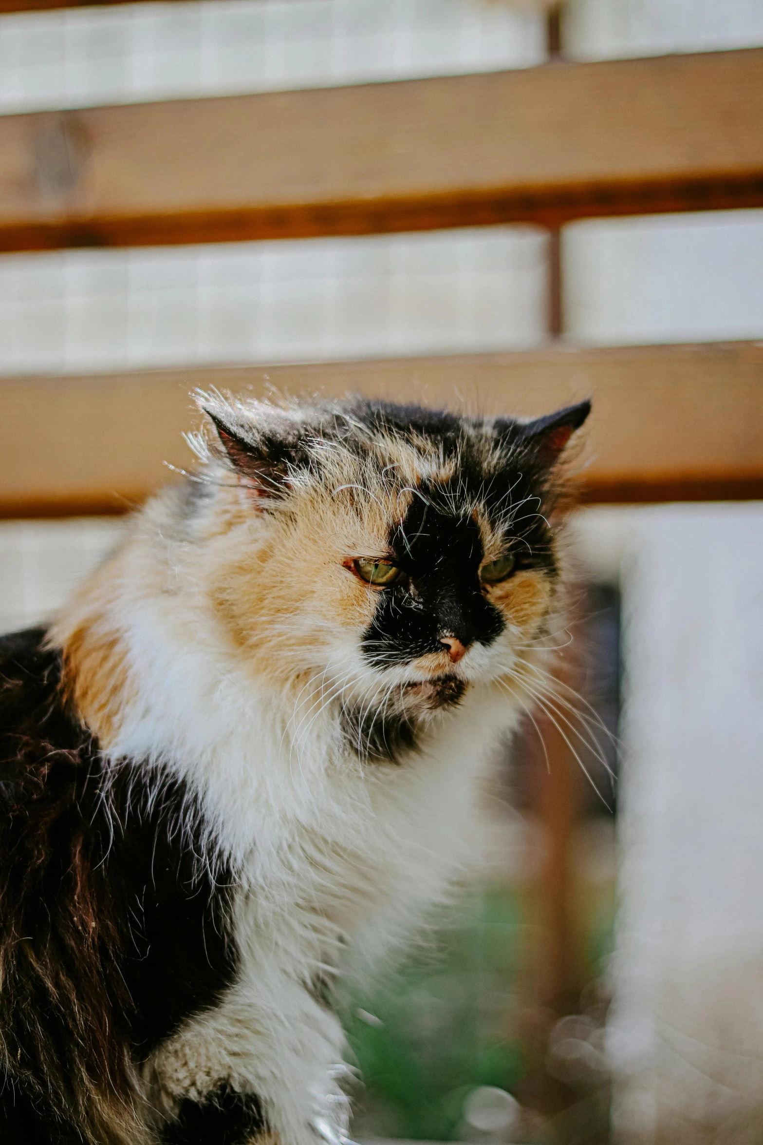 a very cute cat outside by the fence