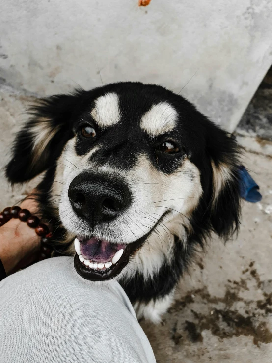 an adorable black and white dog is being petted