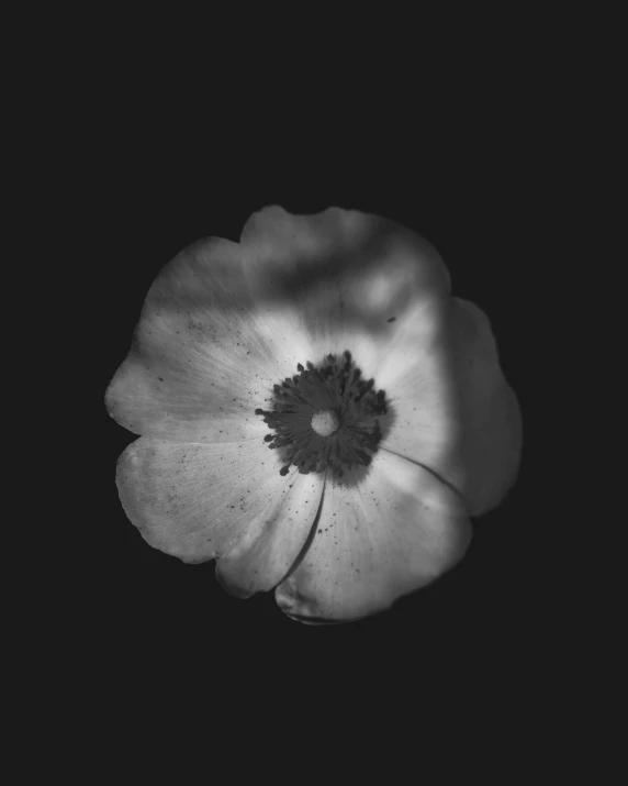 black and white pograph of an open flower