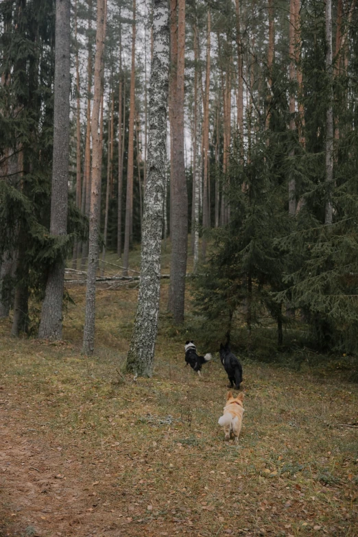 a brown and white dog in a forest with trees