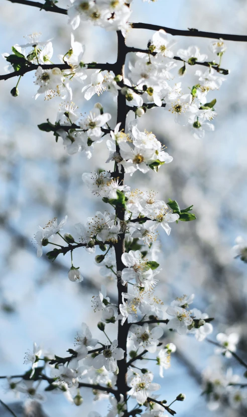 nches of white blossoms with green leaves in front of the sky