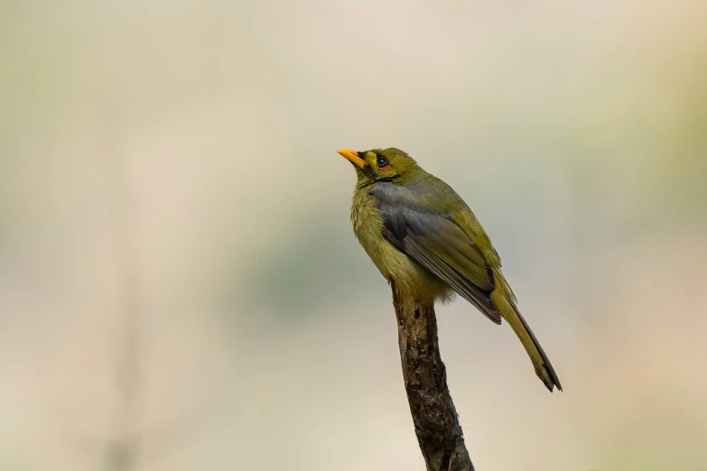 a small yellow and gray bird is perched on a nch