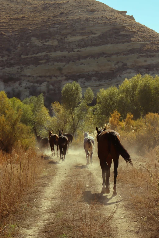 horses and riders on a dirt road in the desert