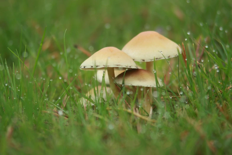 small white mushrooms sit in a grassy field