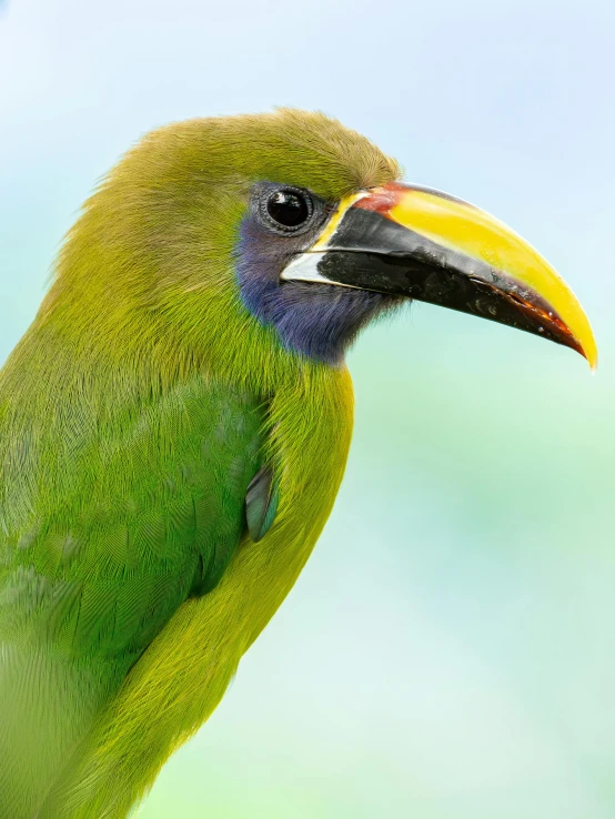 a green and black bird with a yellow beak