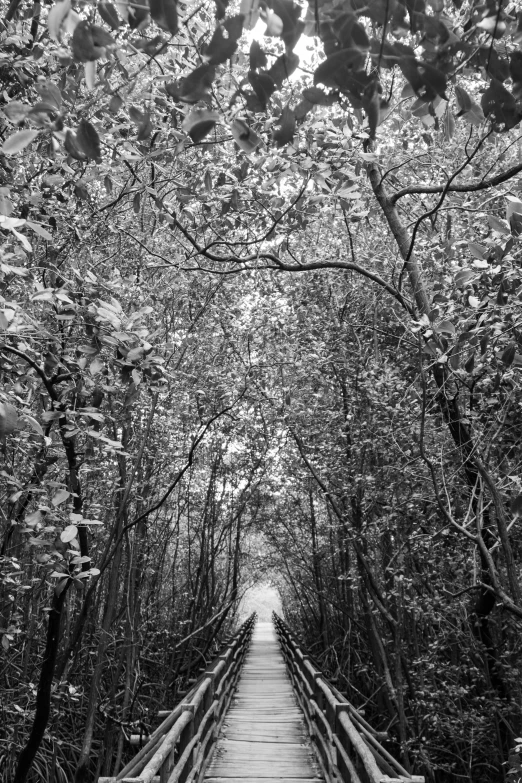 a snow - covered bridge spans across the forest to some trees