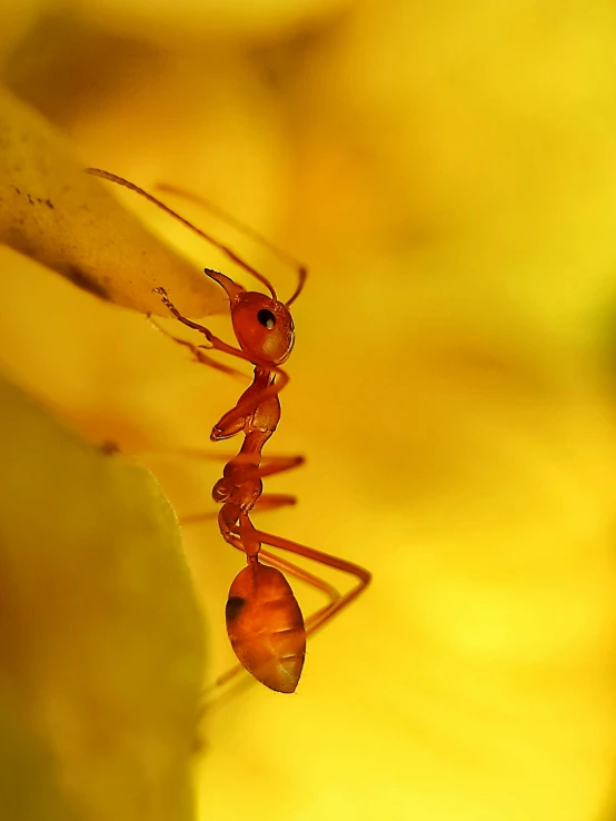 an ant ante antesuit is on the stem of a leaf