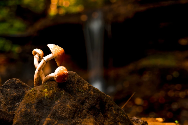 mushrooms on a rock look tiny while standing on the ground