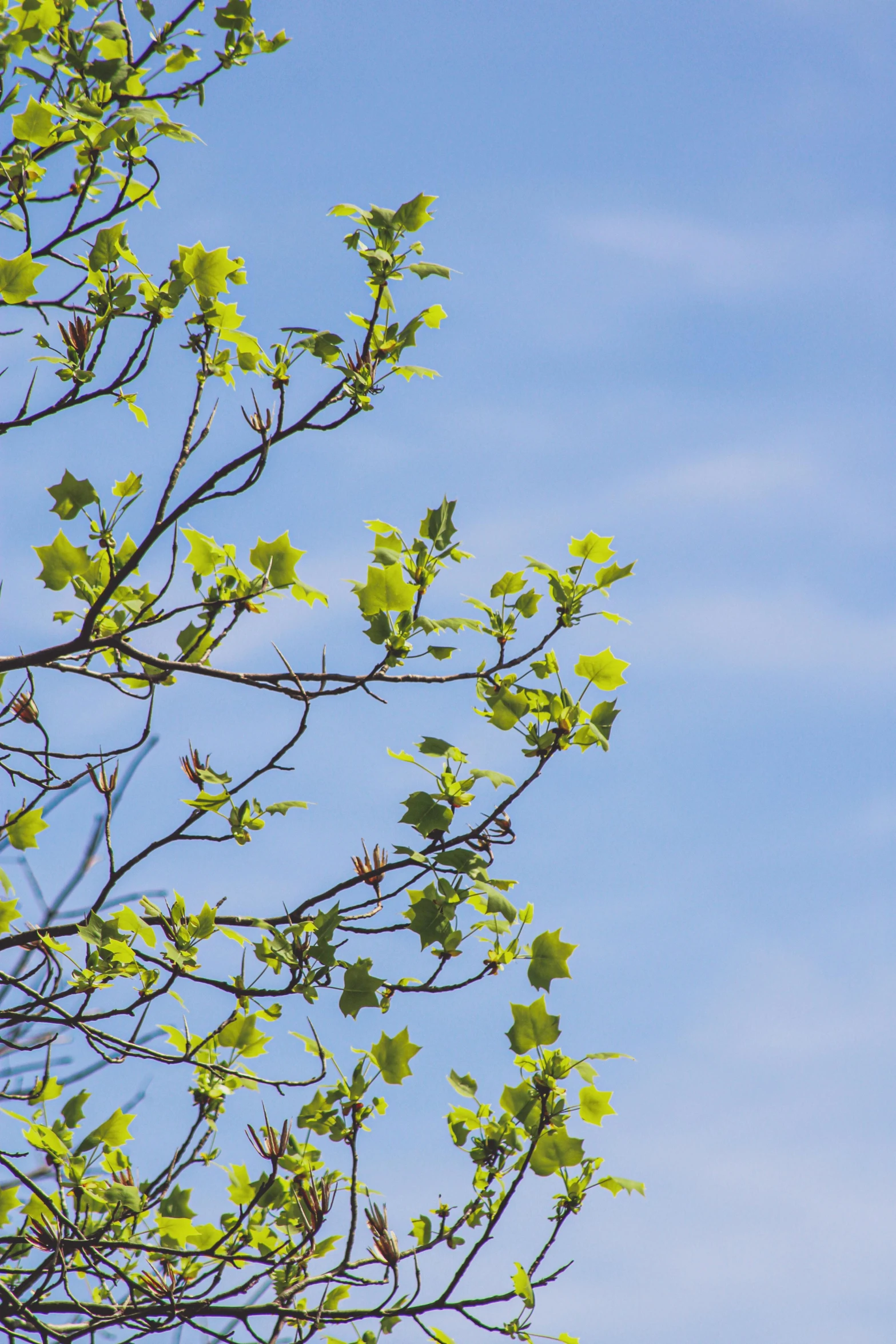 the tree nch with green leaves against a blue sky