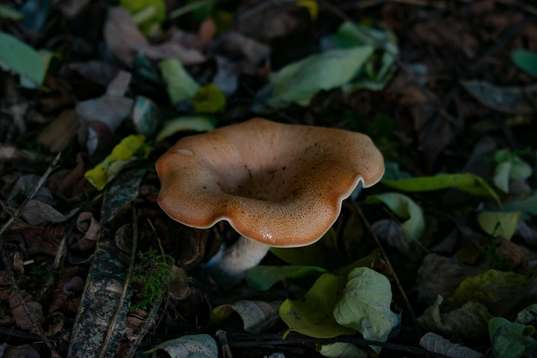 there is a brown mushroom with white marks on it