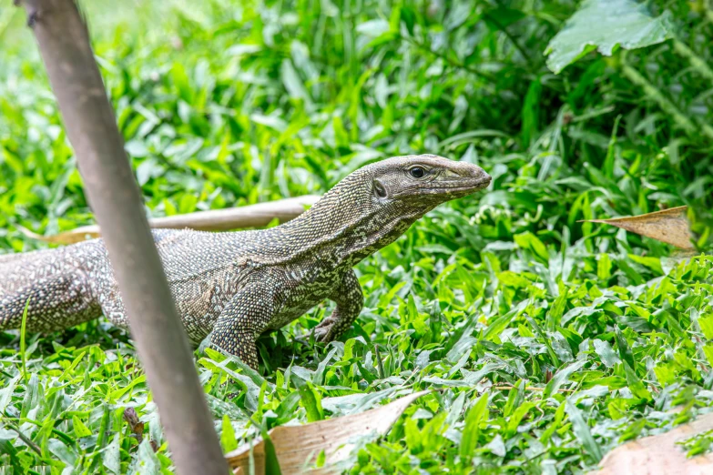 an image of a lizard in the grass