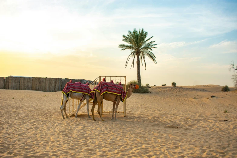 a group of donkeys standing on a beach