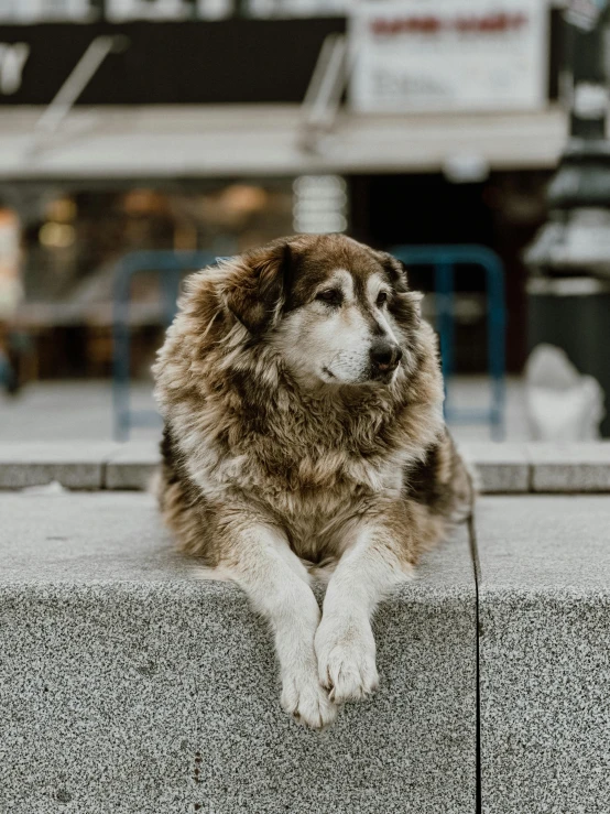 a large brown and white dog sitting on the side of a building