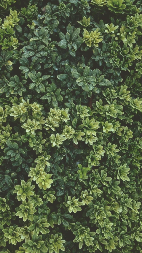 top down view of a green tree with leafy foliage