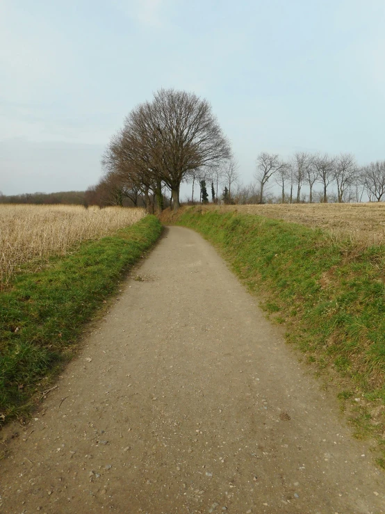 the dirt road is between two trees and grass