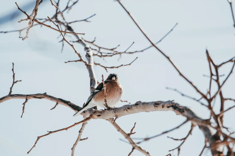 a bird perched on a tree nch with no leaves