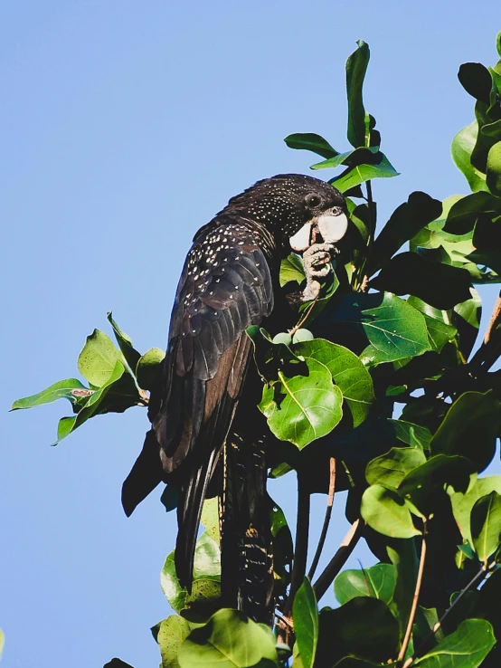 a black parrot is perched on a nch