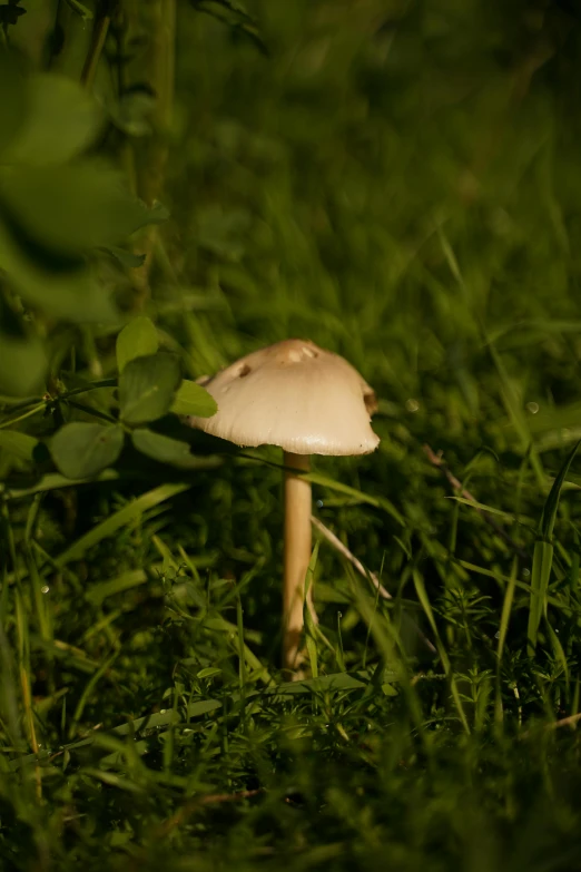 there is a single mushroom sitting in the grass