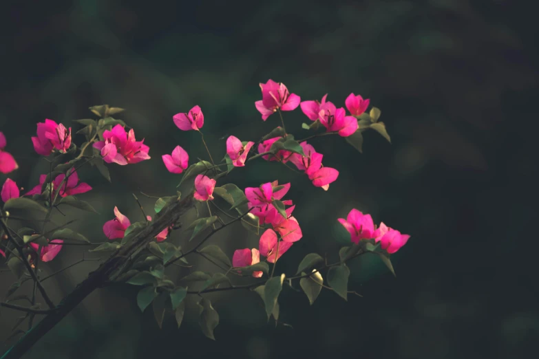 some pink flowers that are outside in the sun