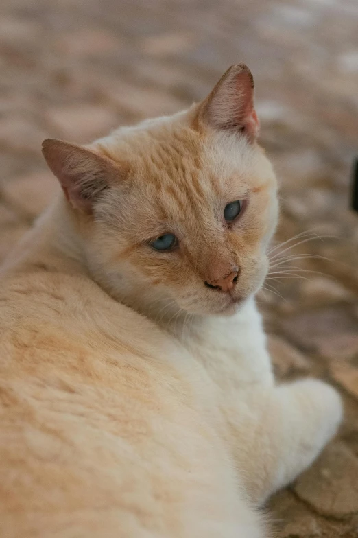 a cat sitting on the floor near a mirror