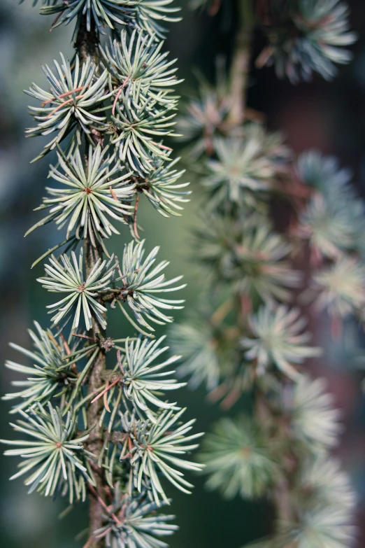 a plant with very little white needles growing out of it