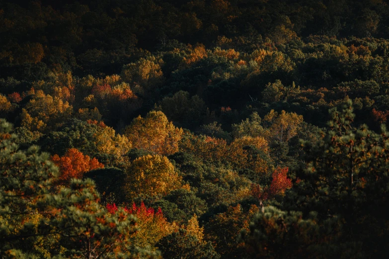 some very pretty trees and some orange leaves