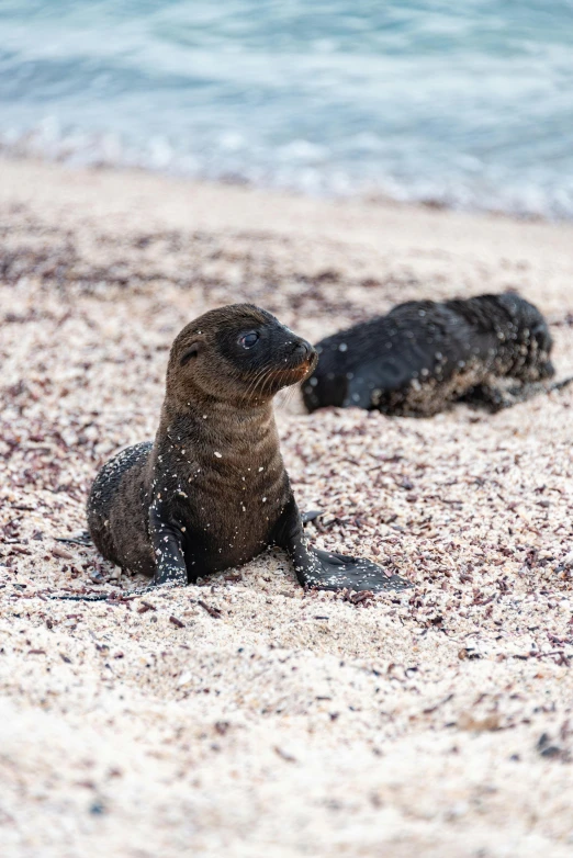 there is a baby seal sitting on the sand