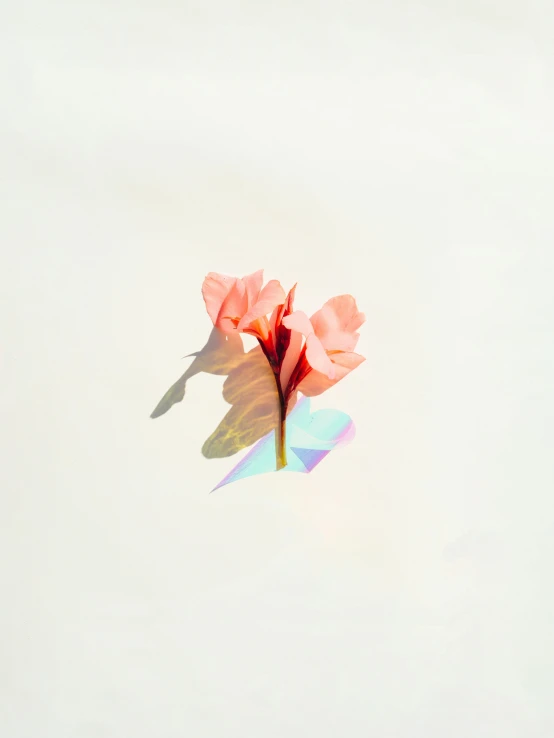 an image of a single flower with blurry leaves