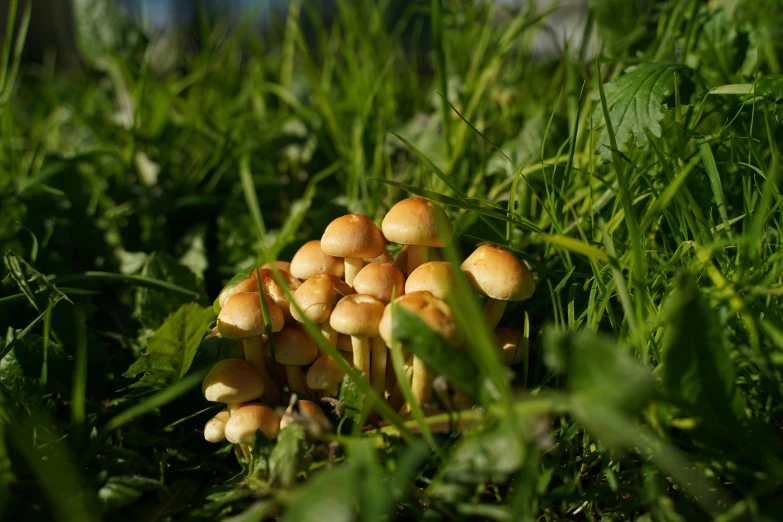 there are many mushrooms growing in the grass