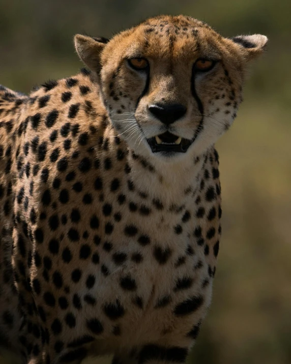 a cheetah staring and standing on the grass
