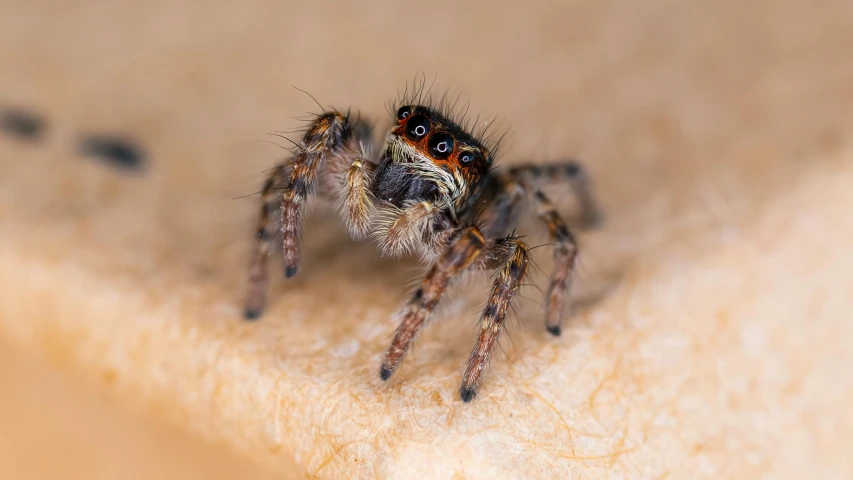 a large brown spider standing on top of a wooden floor