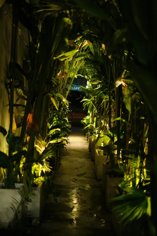 an old alley way with plants at night time