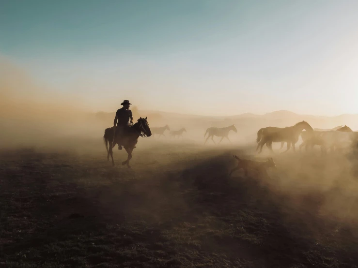 a man riding a horse as a herd of horses walks past