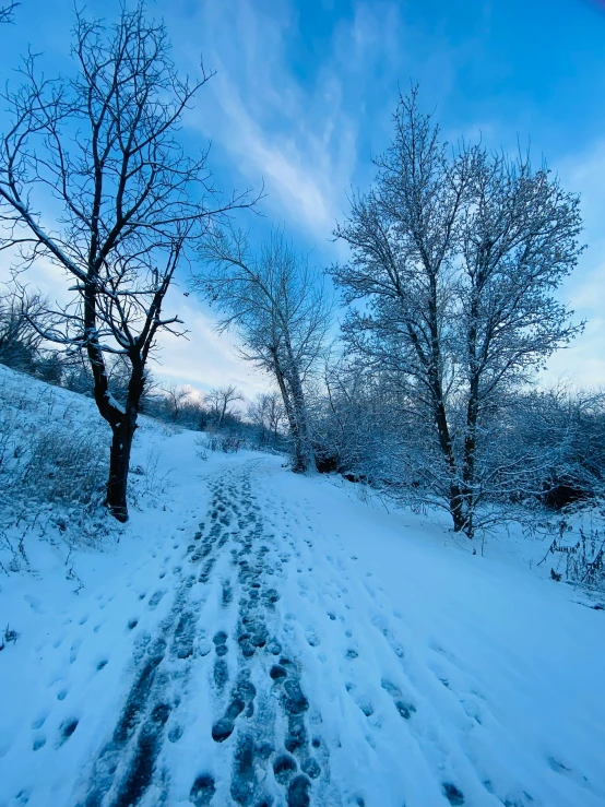 a snow covered road with trees on both sides