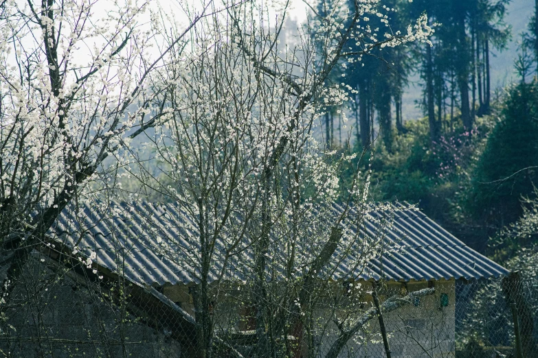 a view of some very pretty trees and a house in the back