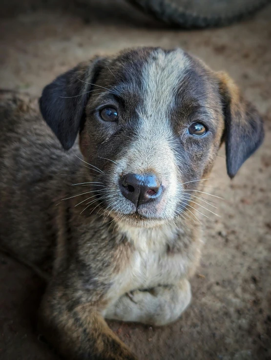 a puppy sitting on the ground with a sad look on his face