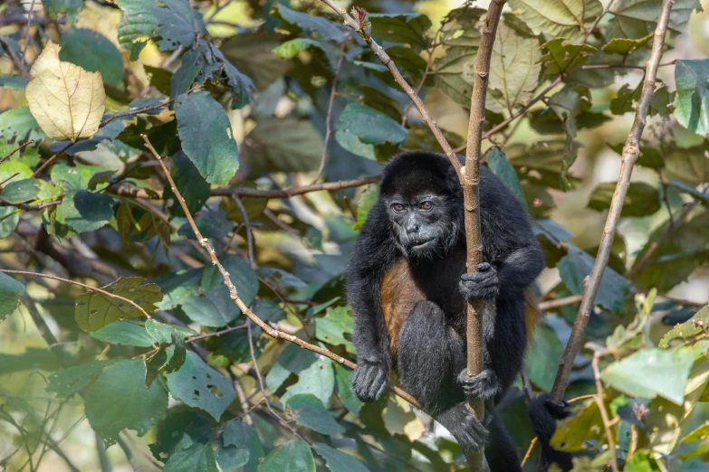 a black and brown animal climbing in a tree