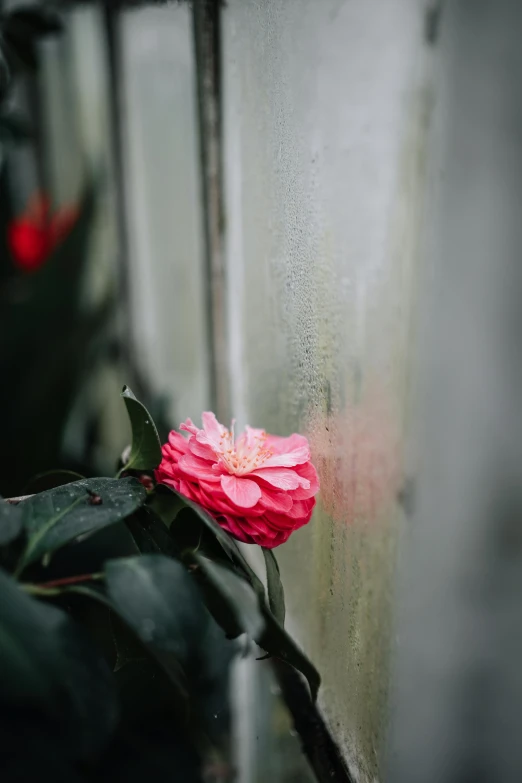 a flower sits on the corner of a fence