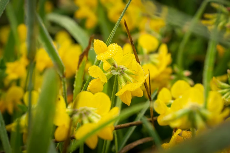 a close up view of the yellow flowers