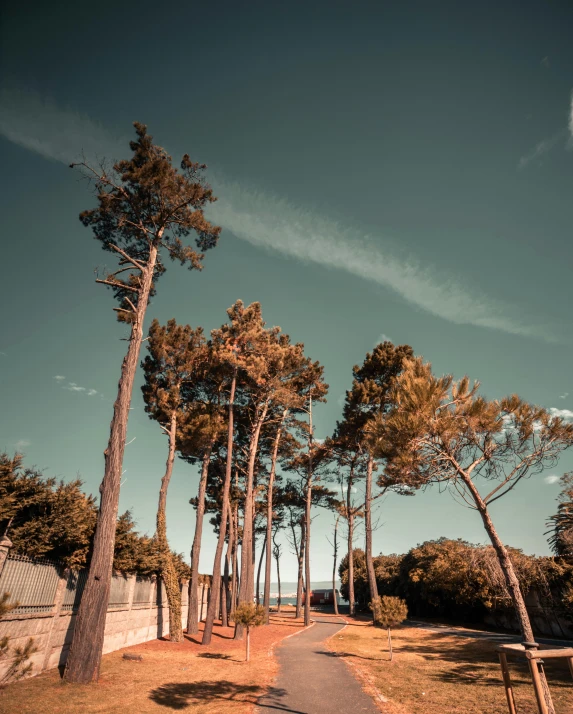 an empty road with trees lined both sides