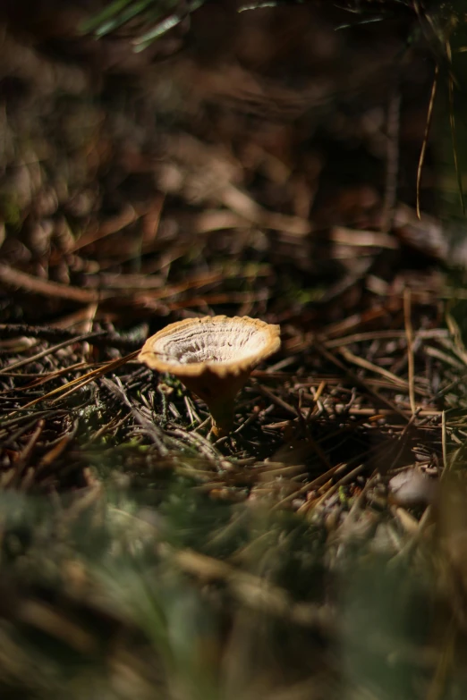 a mushroom growing among the trees is not yet green