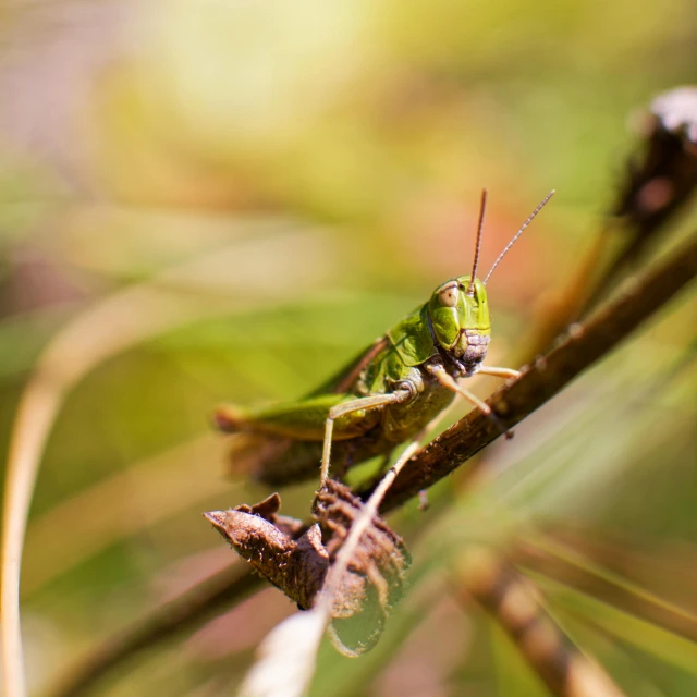 a green praying bug sitting on a thin twig