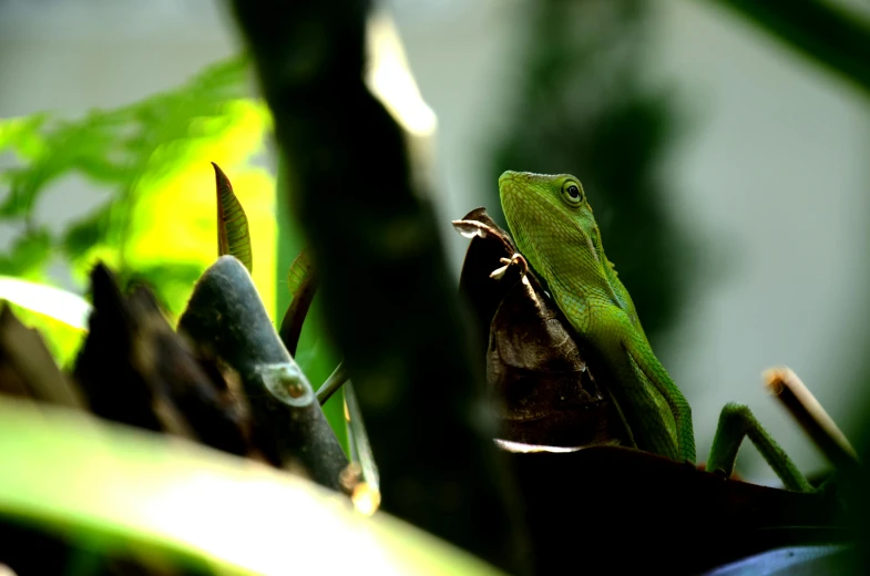 the lizard is resting on a leafy plant