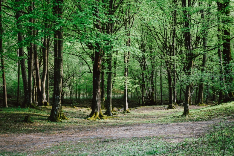 the pathway is surrounded by many different trees