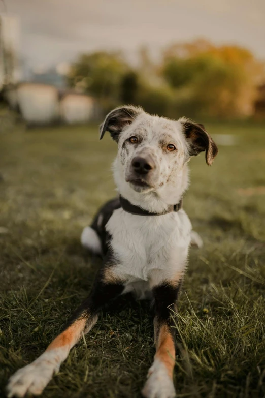 this is an image of a dog sitting on the grass