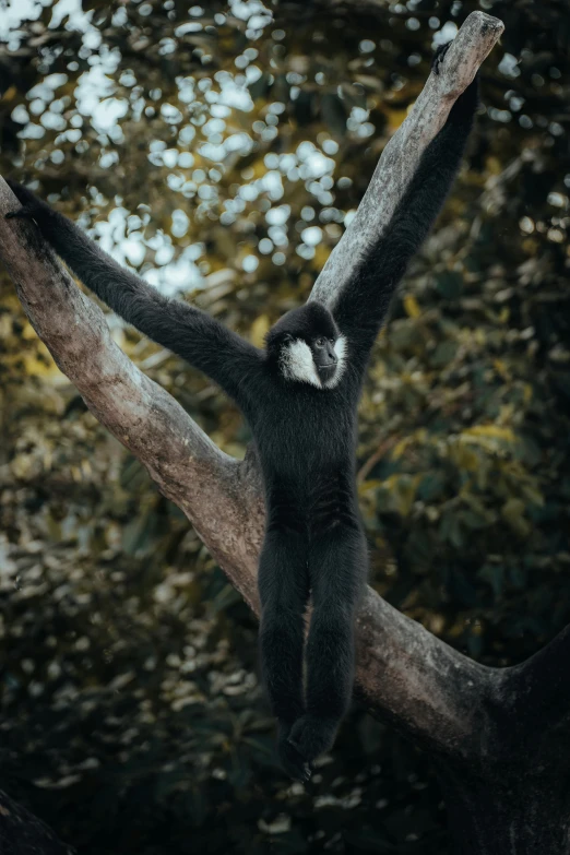 a stuffed animal on a tree with its legs stretched out