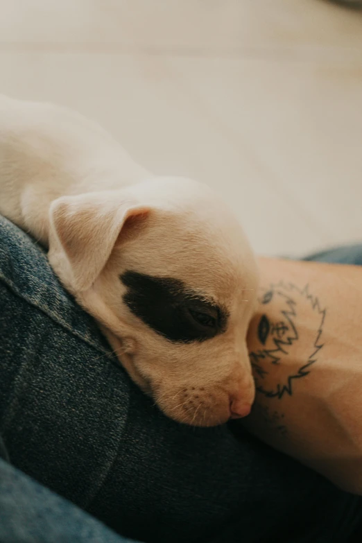 the cat is taking a nap on the jeans