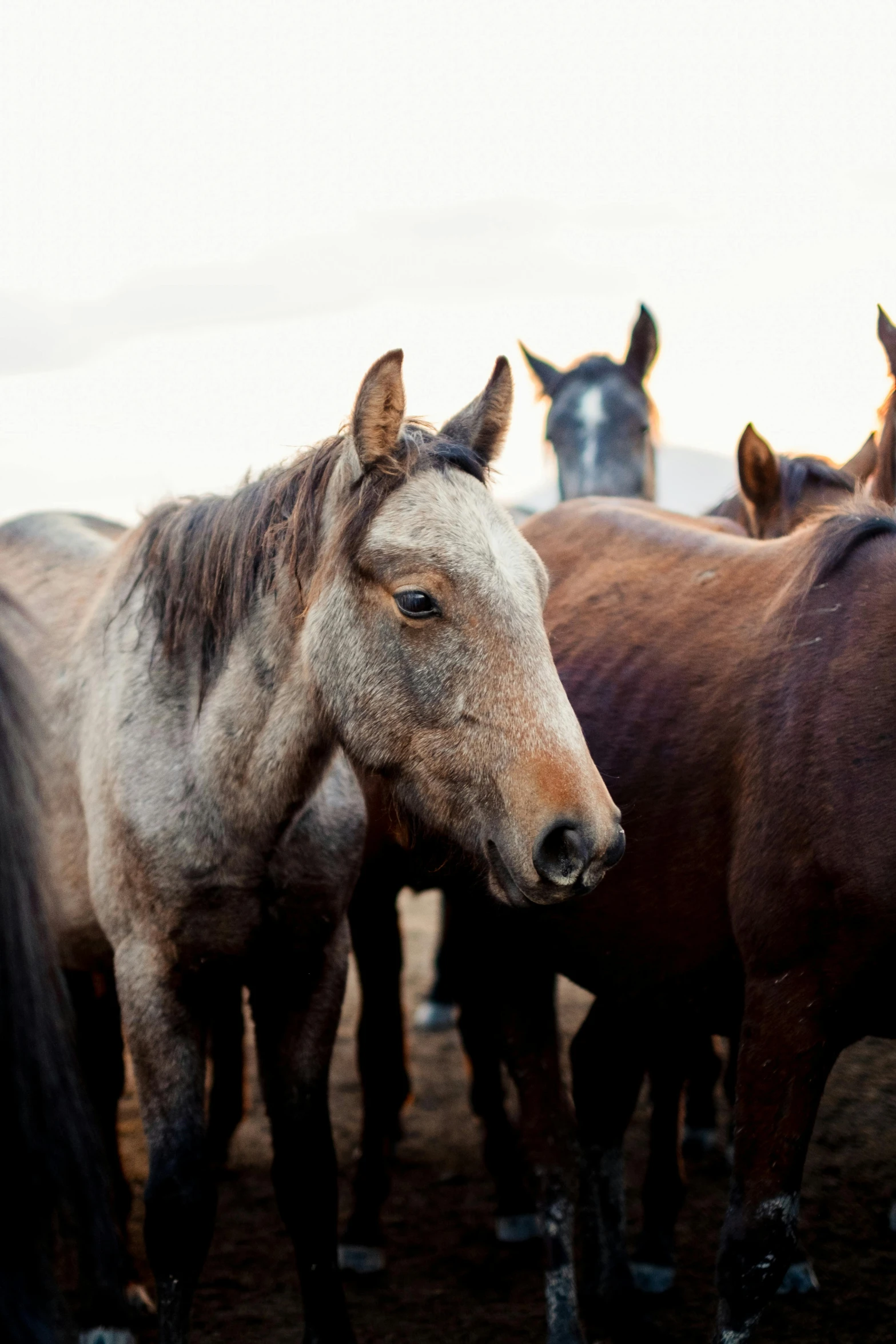 a horse has it's face to the other side