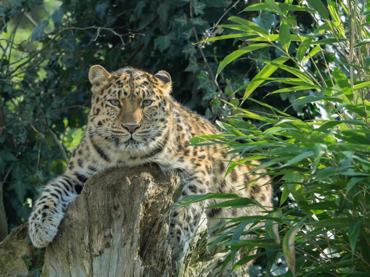 a close up of a cat resting on a tree stump