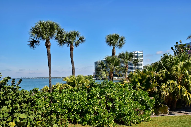 palm trees along an urban beach with a skyscr